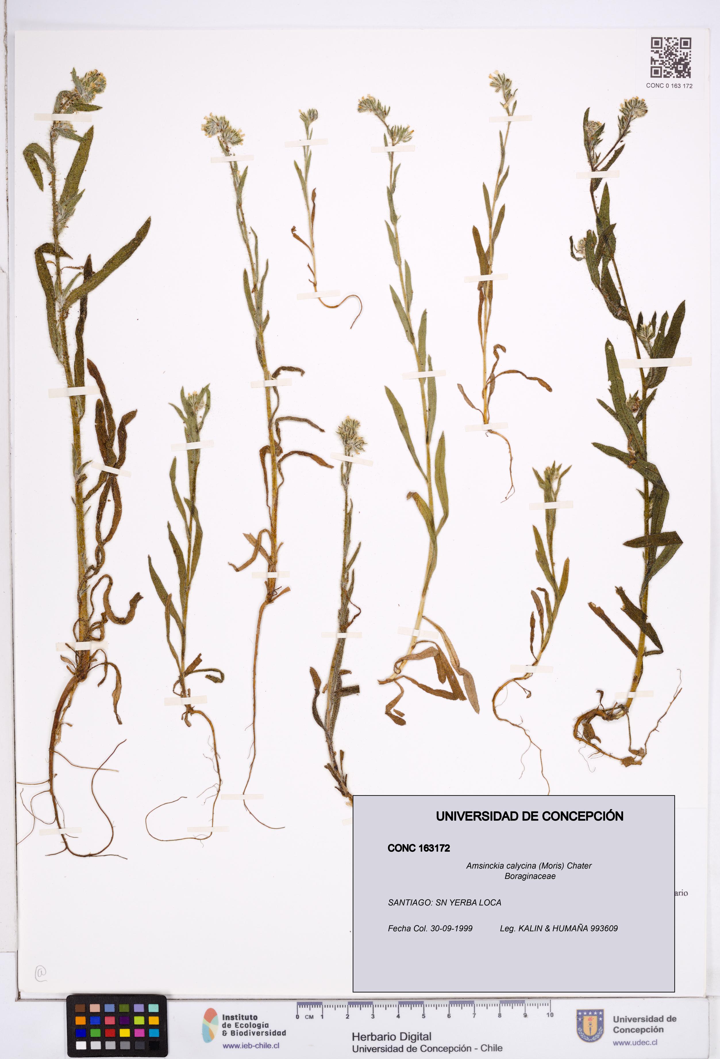 Amsinckia calycina [Espécimen: ]
