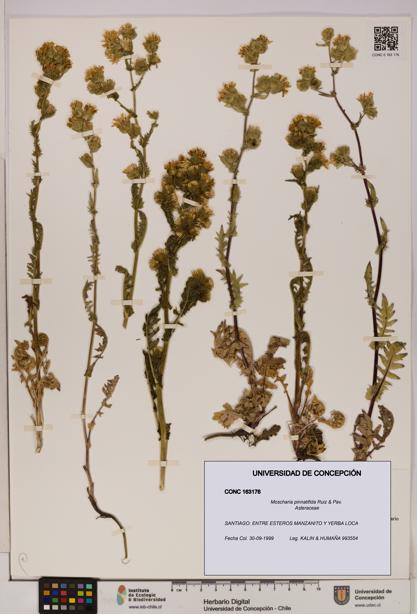 Moscharia pinnatifida [Espécimen: UDEC:CONC:0163176]