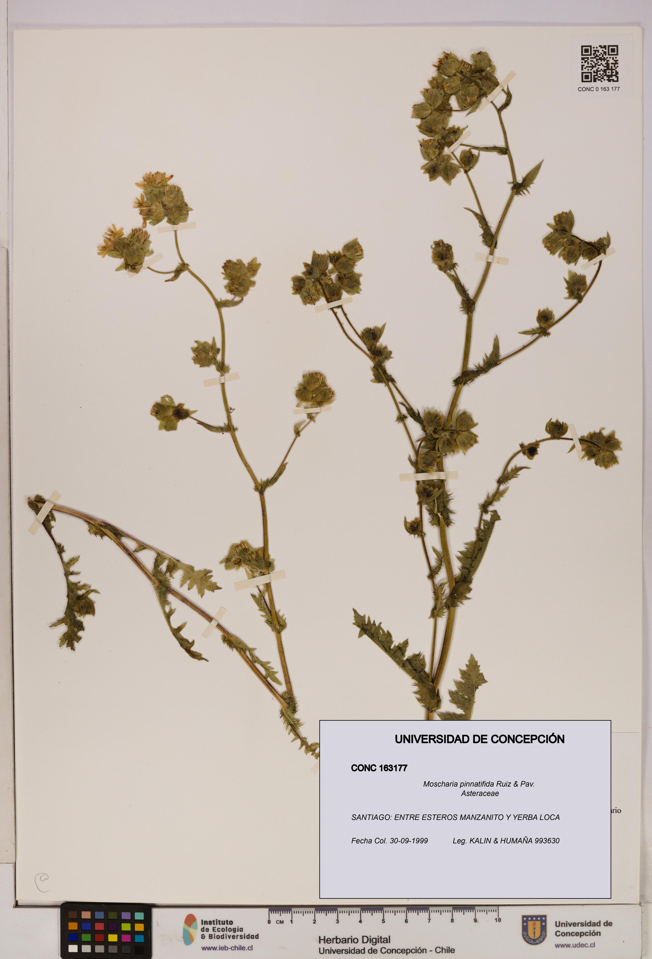 Moscharia pinnatifida [Espécimen: UDEC:CONC:0163177]