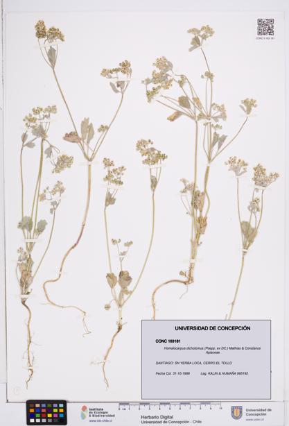 Homalocarpus dichotomus [Espécimen: ]