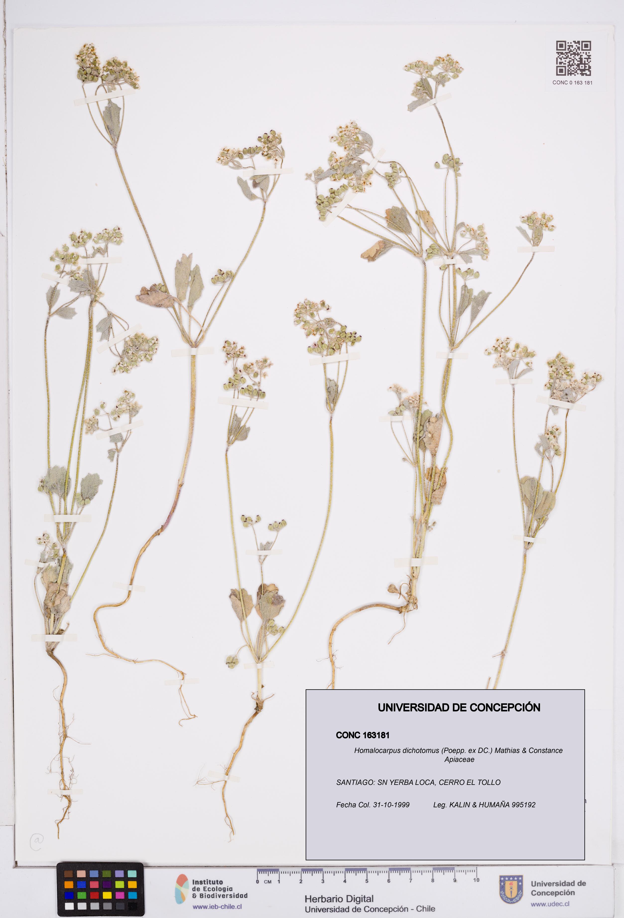 Homalocarpus dichotomus [Espécimen: ]