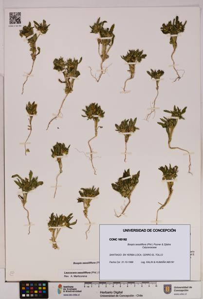 Boopis sessiliflora [Espécimen: UDEC:CONC:0163182]