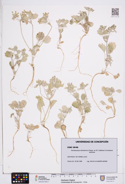 Homalocarpus dichotomus [Espécimen: ]