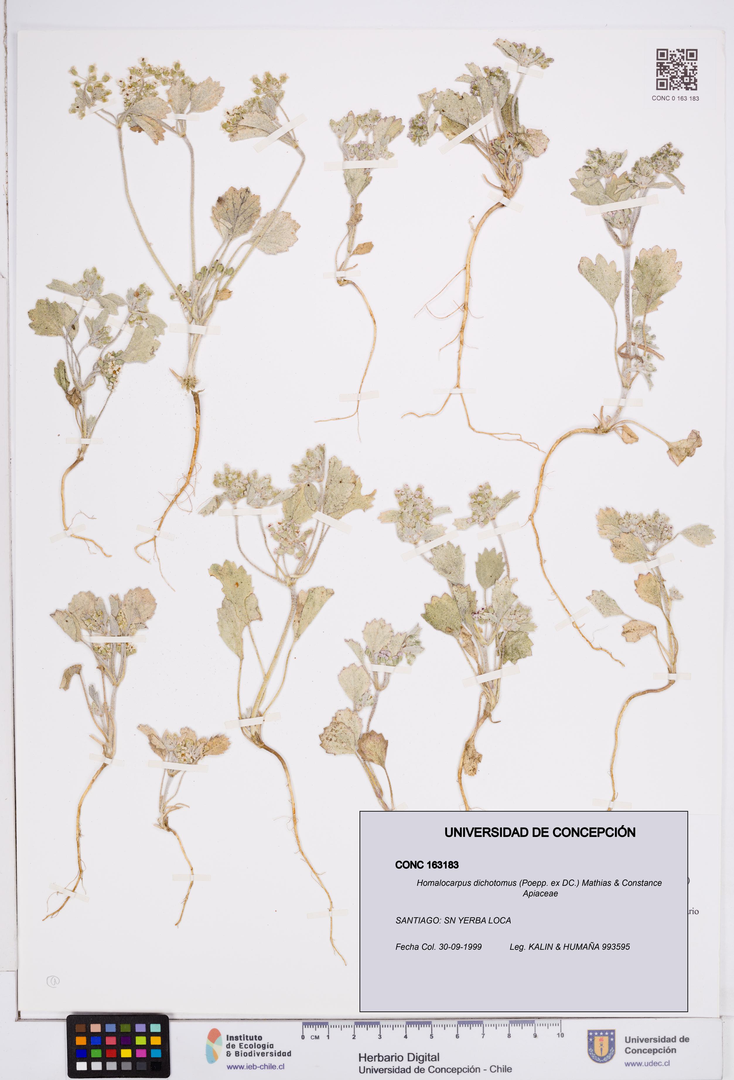Homalocarpus dichotomus [Espécimen: ]