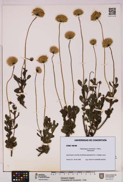 Haplopappus arbutoides [Espécimen: UDEC:CONC:0163185]