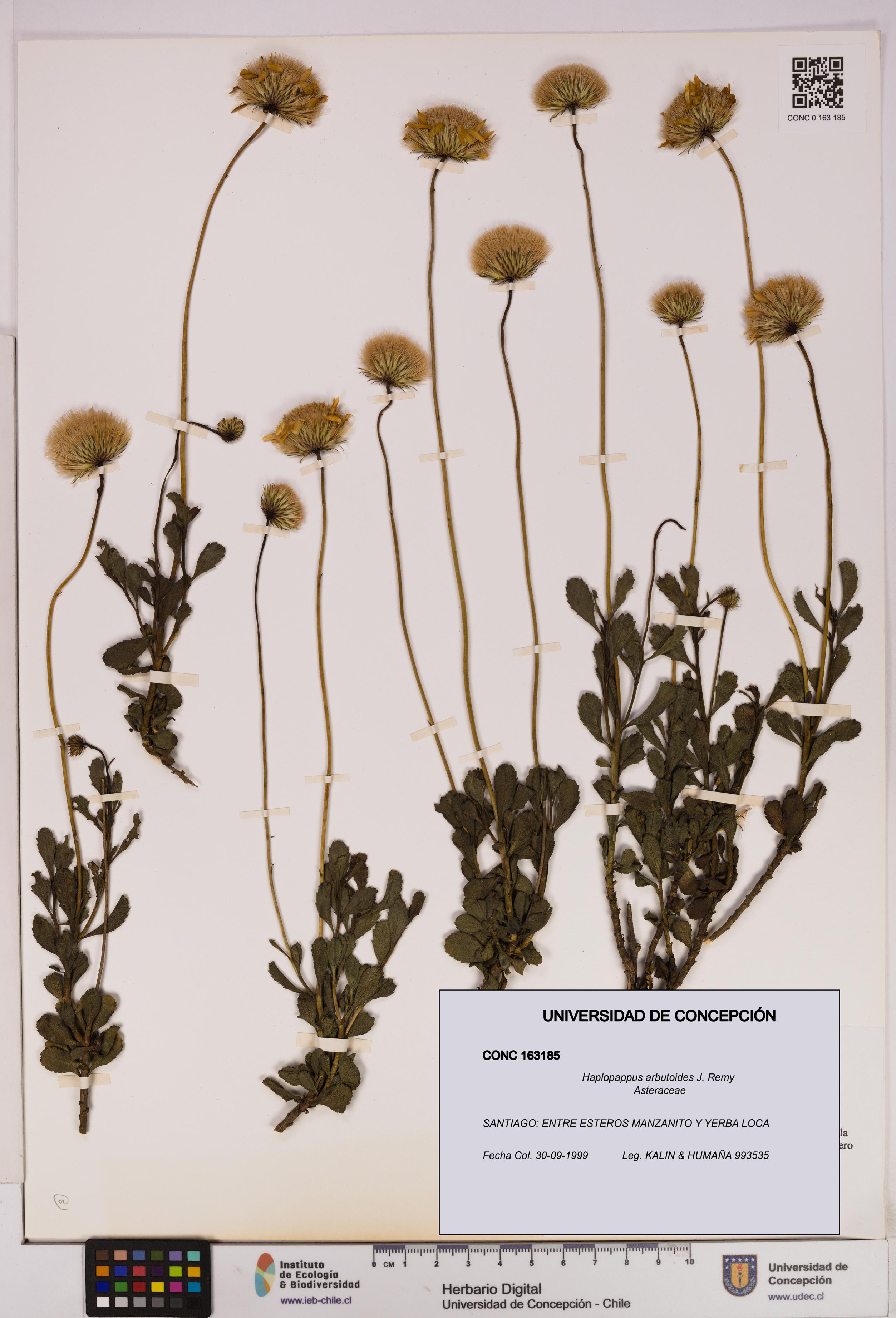 Haplopappus arbutoides [Espécimen: UDEC:CONC:0163185]