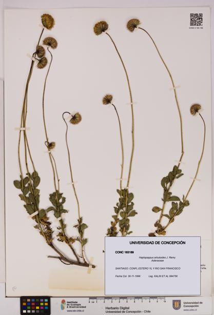 Haplopappus arbutoides [Espécimen: UDEC:CONC:0163189]