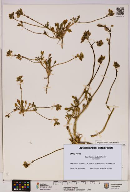 Cistanthe trigona [Espécimen: UDEC:CONC:0163192]