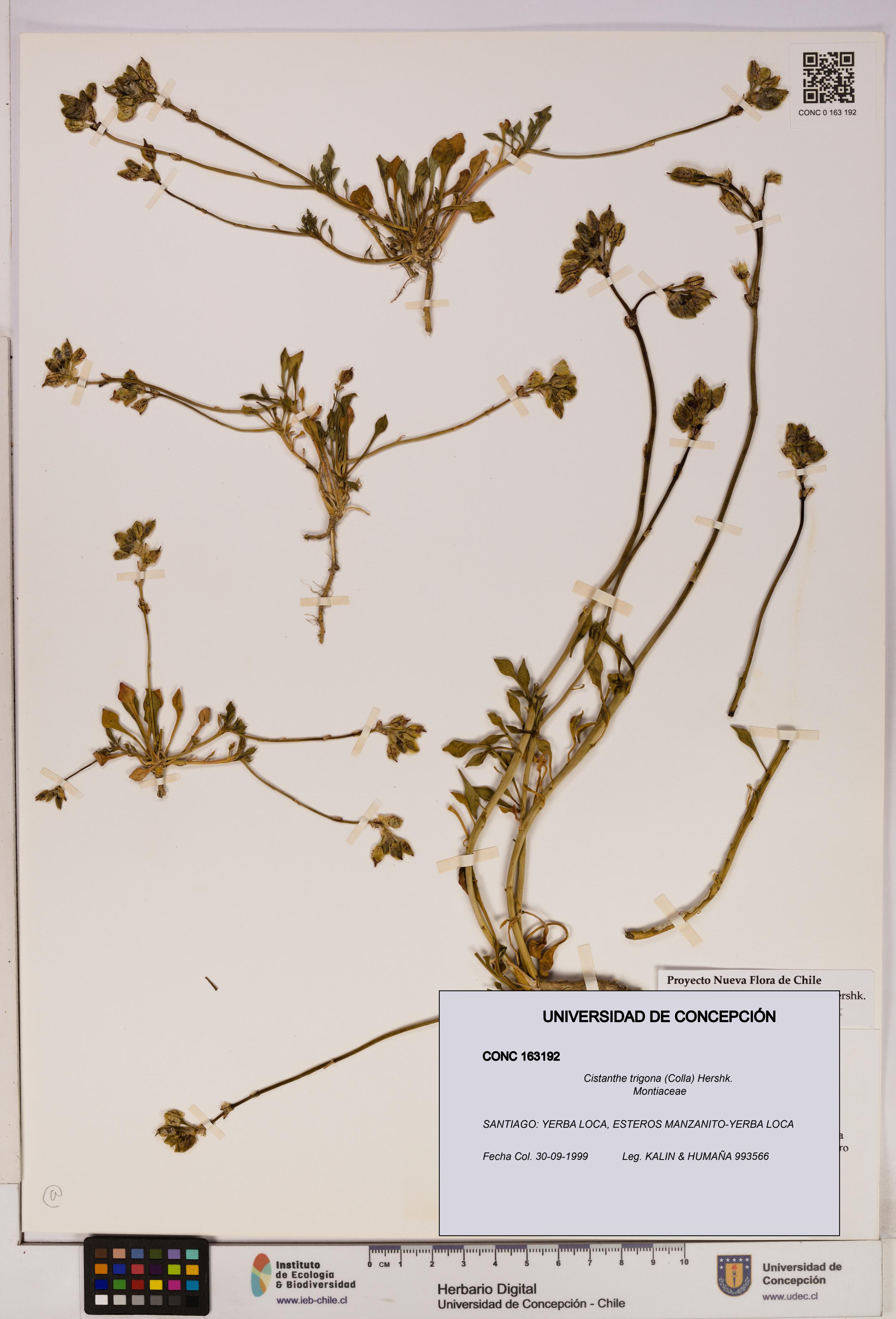 Cistanthe trigona [Espécimen: UDEC:CONC:0163192]