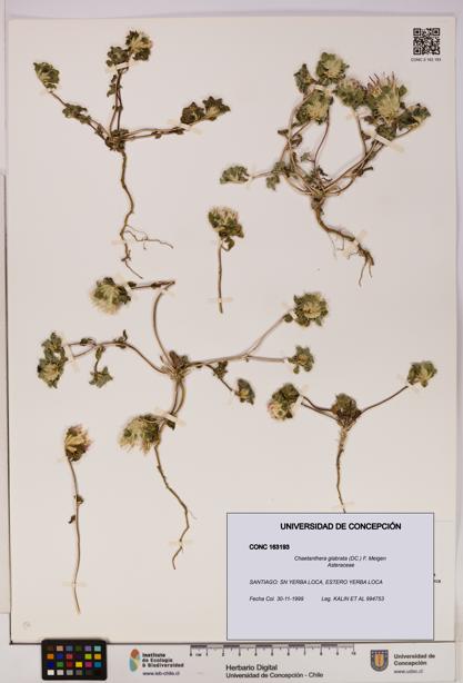 Chaetanthera glabrata [Espécimen: UDEC:CONC:0163193]