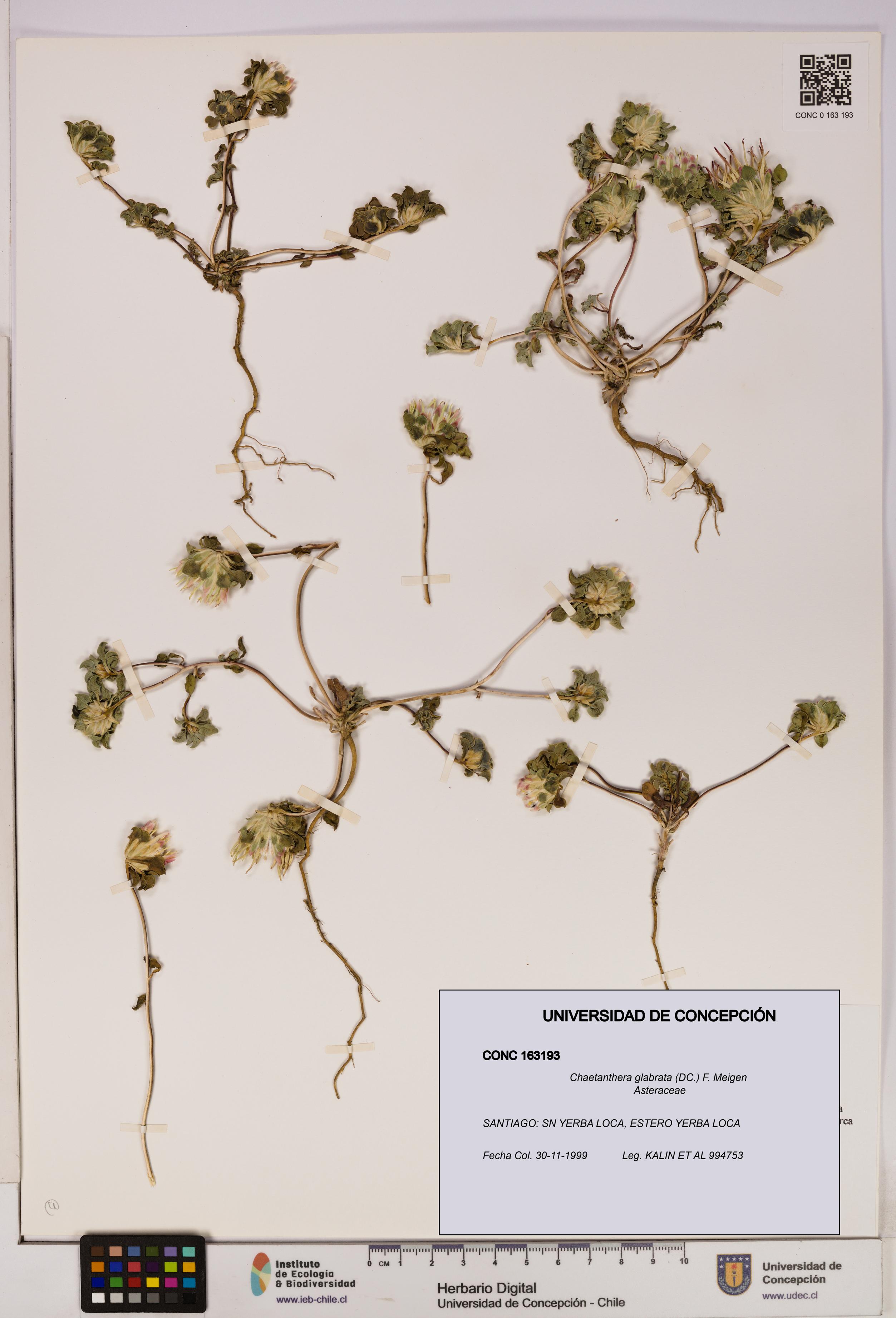 Chaetanthera glabrata [Espécimen: UDEC:CONC:0163193]