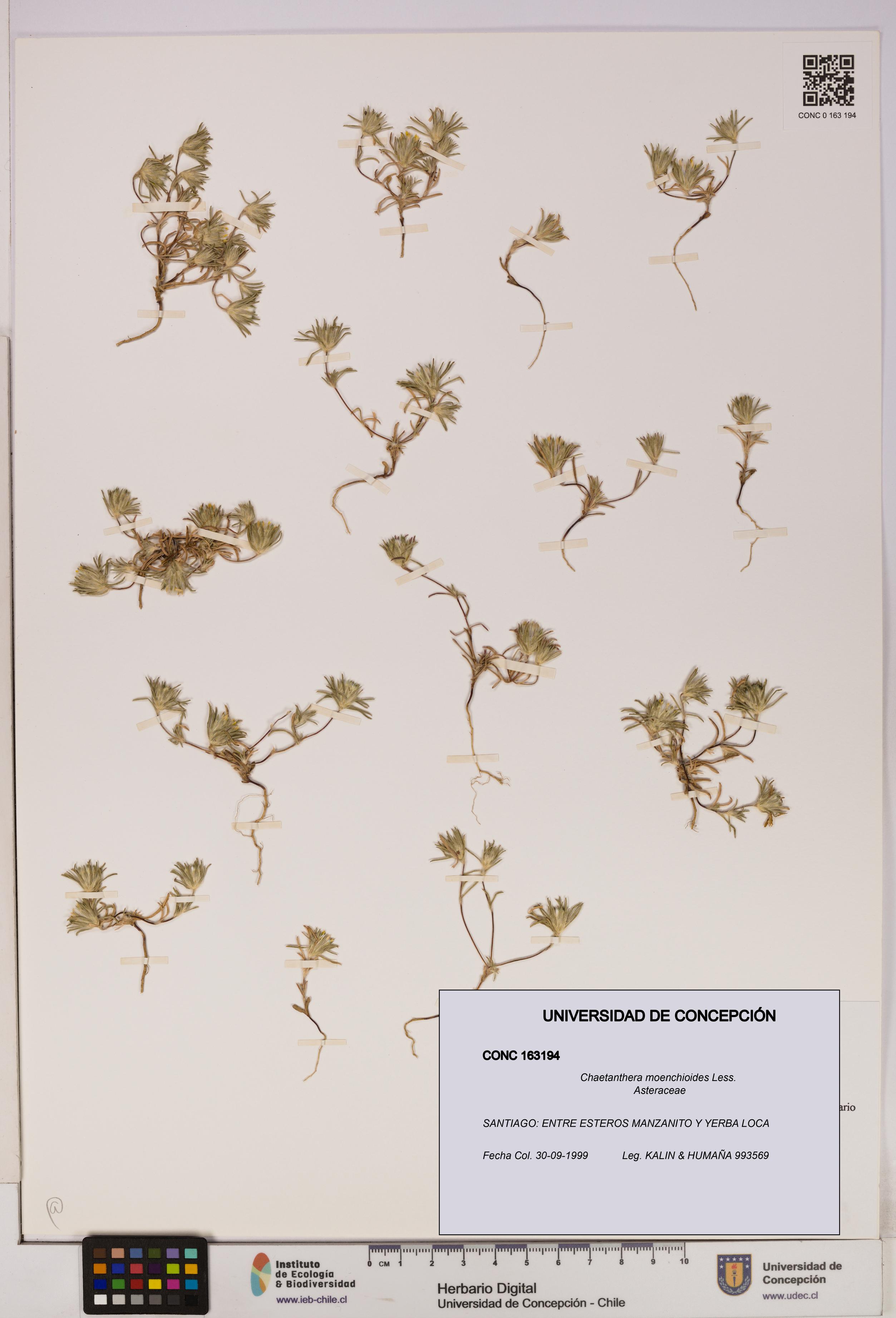 Chaetanthera moenchioides [Espécimen: UDEC:CONC:0163194]