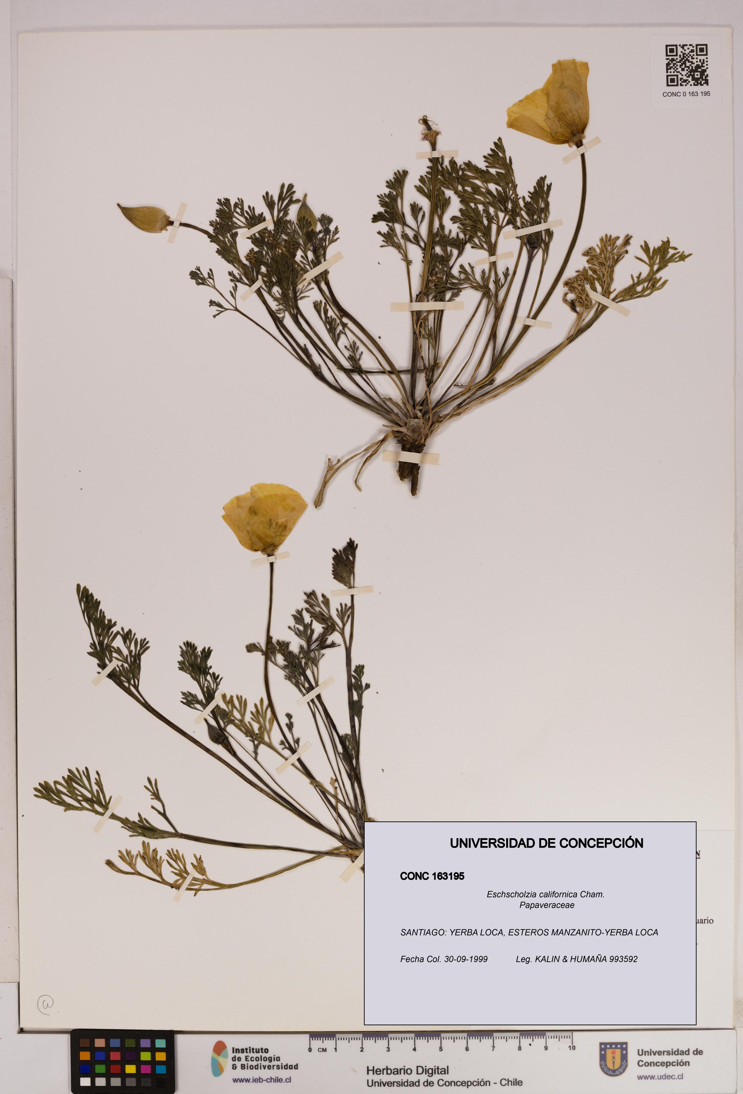 Eschscholzia californica [Espécimen: UDEC:CONC:0163195]