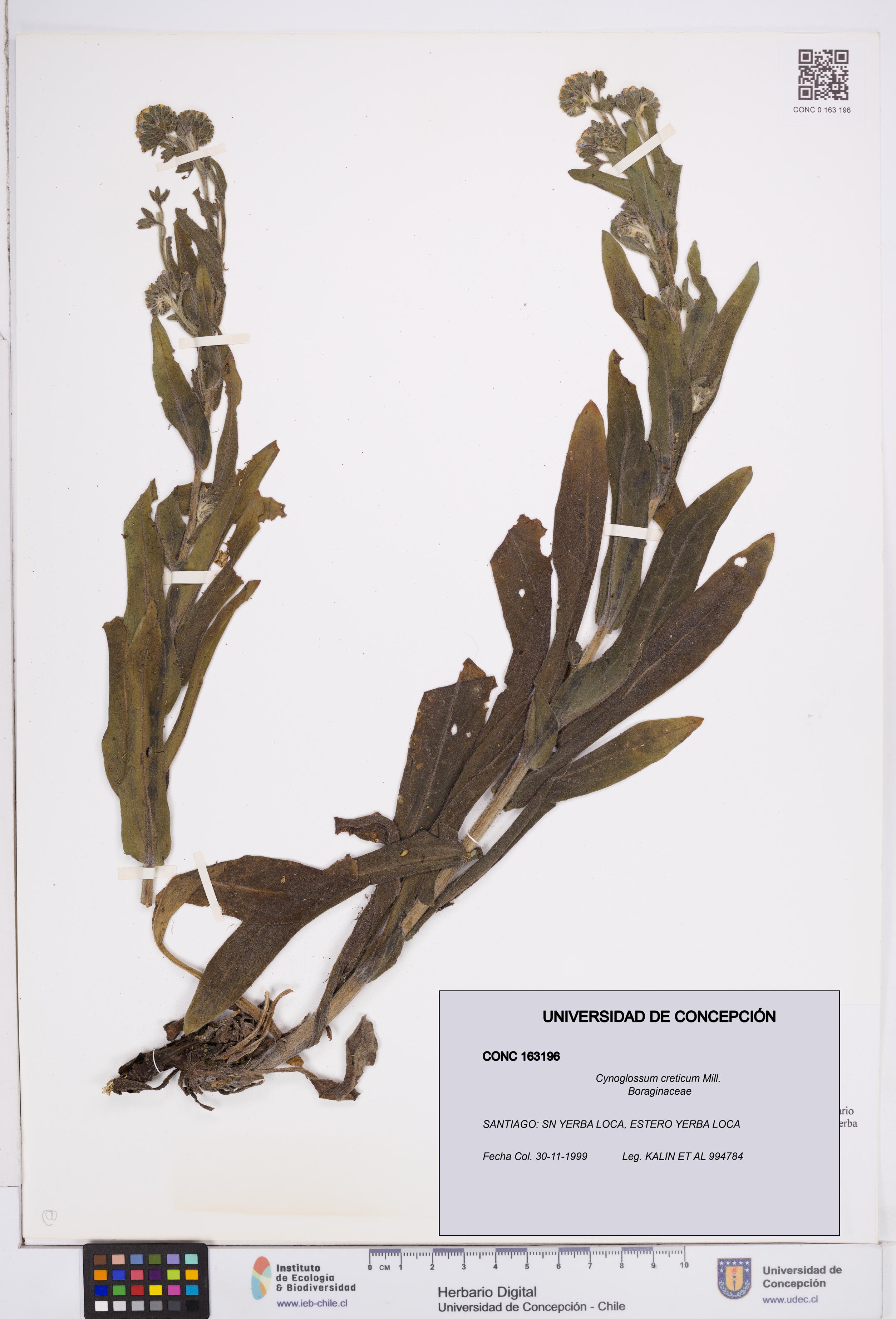 Cynoglossum creticum [Espécimen: ]