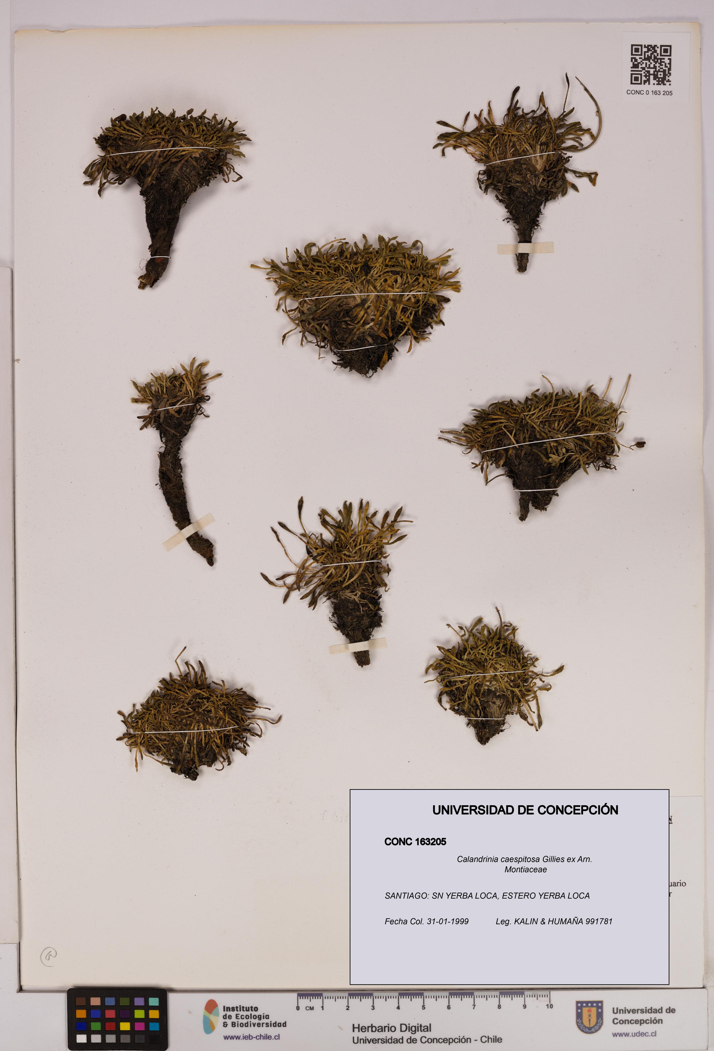 Calandrinia caespitosa [Espécimen: UDEC:CONC:0163205]