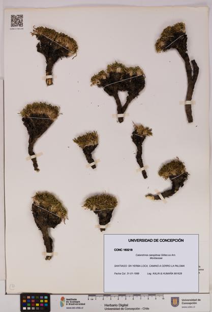 Calandrinia caespitosa [Espécimen: UDEC:CONC:0163218]