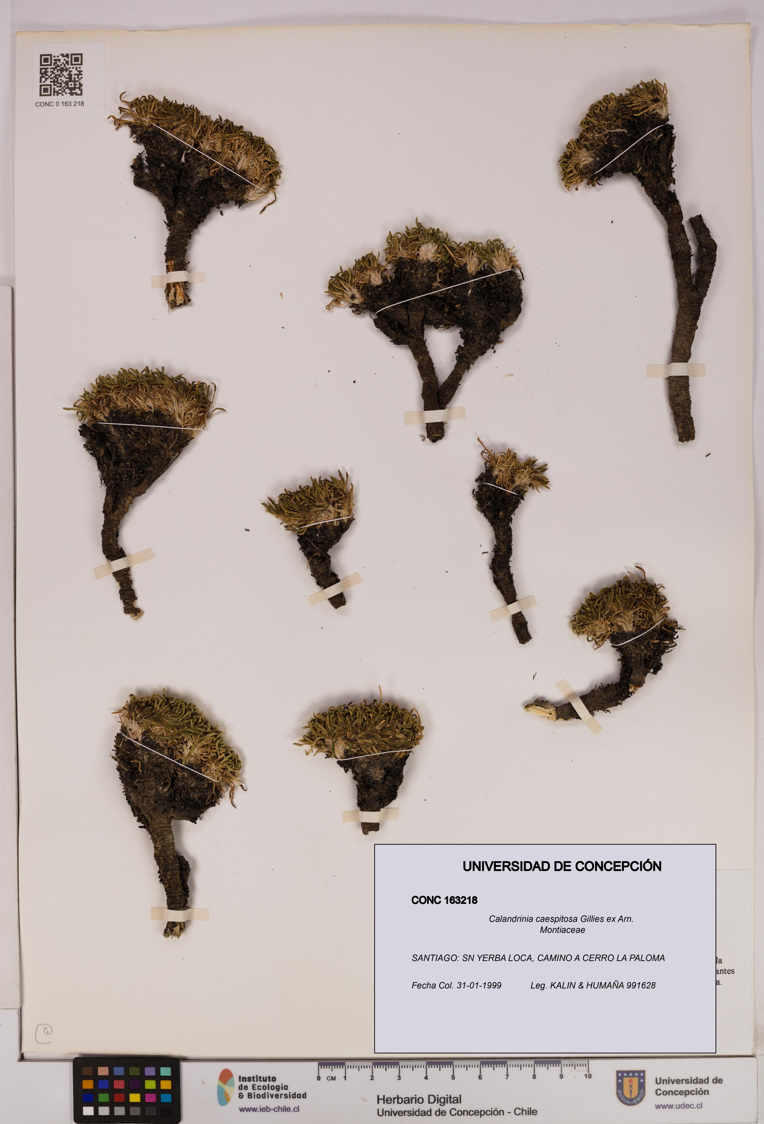 Calandrinia caespitosa [Espécimen: UDEC:CONC:0163218]