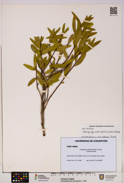 Colliguaja salicifolia [Espécimen: UDEC:CONC:0163232]