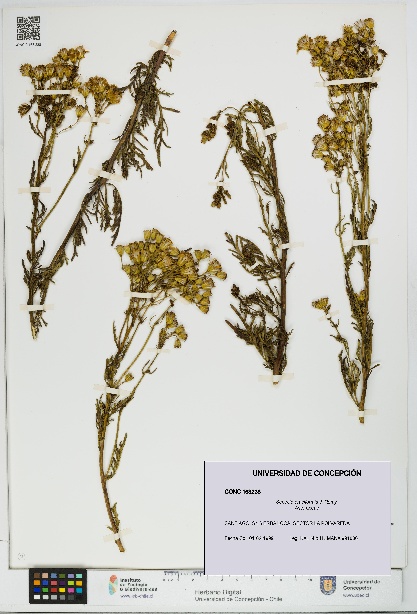 Senecio eruciformis [Espécimen: UDEC:CONC:0163238]