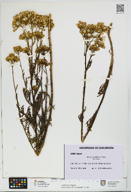 Senecio eruciformis [Espécimen: UDEC:CONC:0163239]