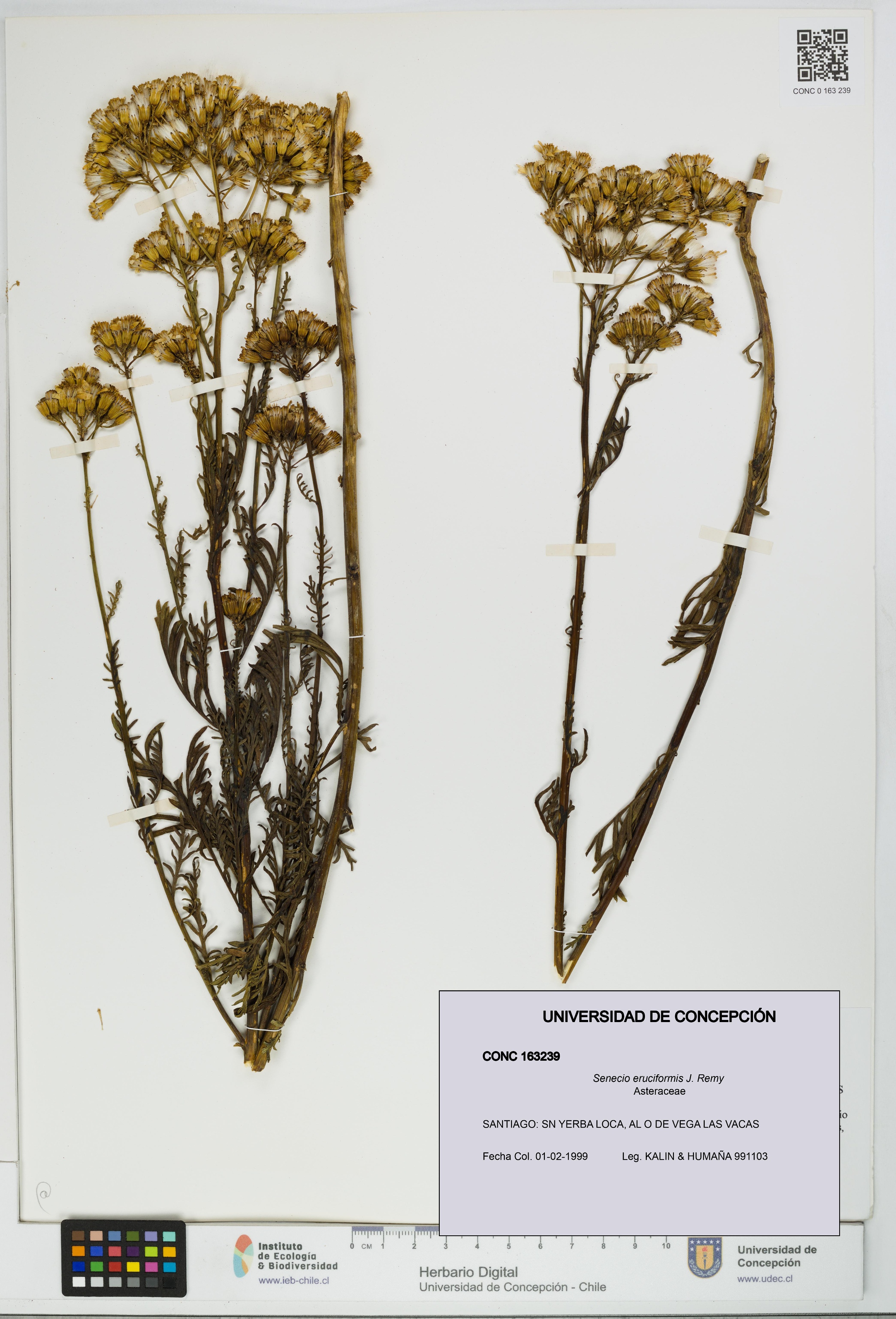 Senecio eruciformis [Espécimen: UDEC:CONC:0163239]
