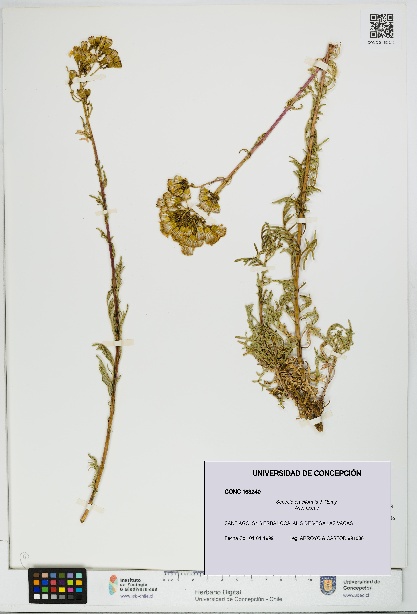 Senecio eruciformis [Espécimen: UDEC:CONC:0163240]