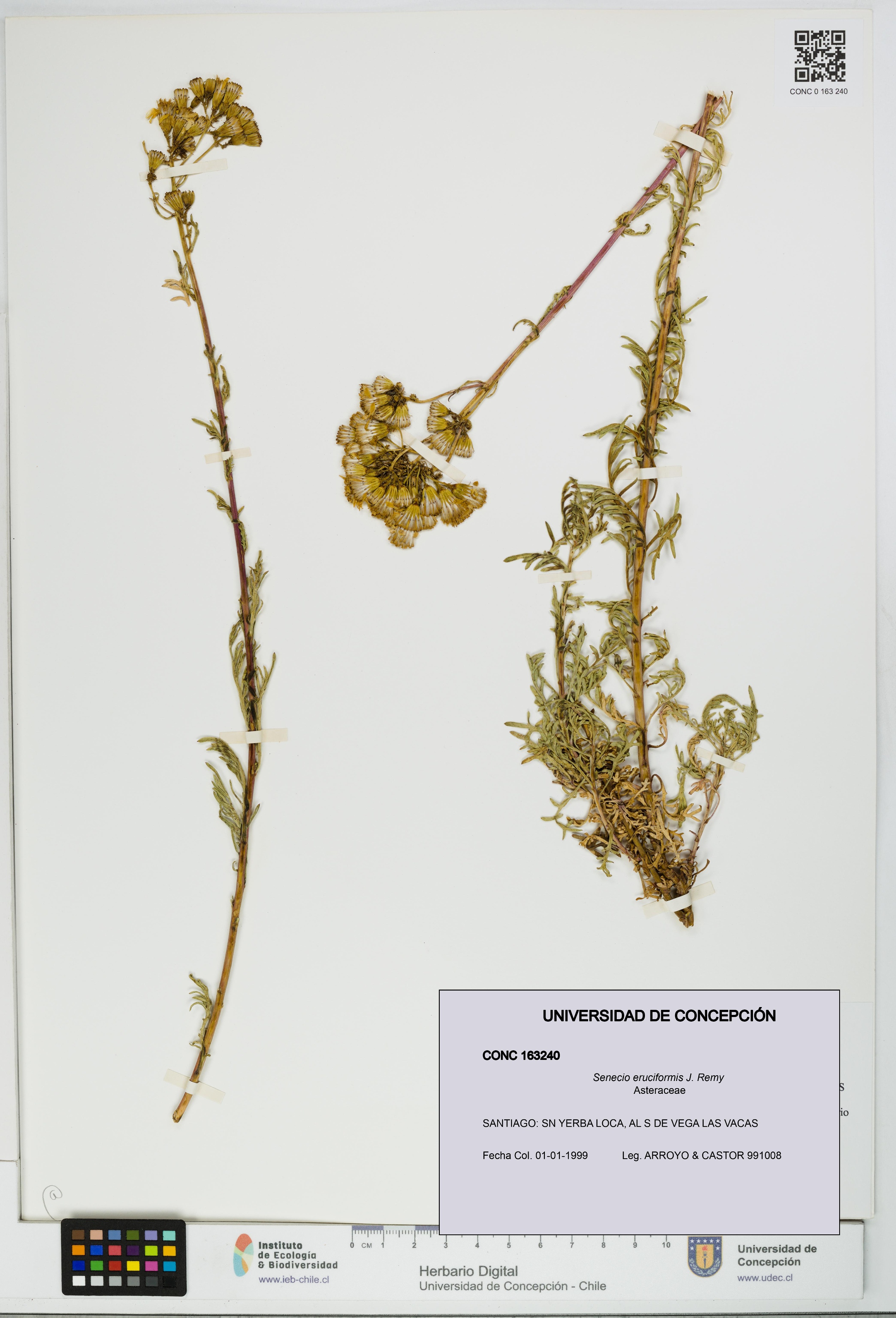 Senecio eruciformis [Espécimen: UDEC:CONC:0163240]