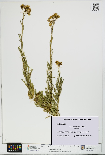 Senecio eruciformis [Espécimen: UDEC:CONC:0163241]