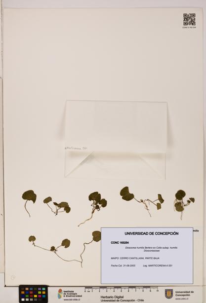 Dioscorea humilis subsp. humilis [Espécimen: ]