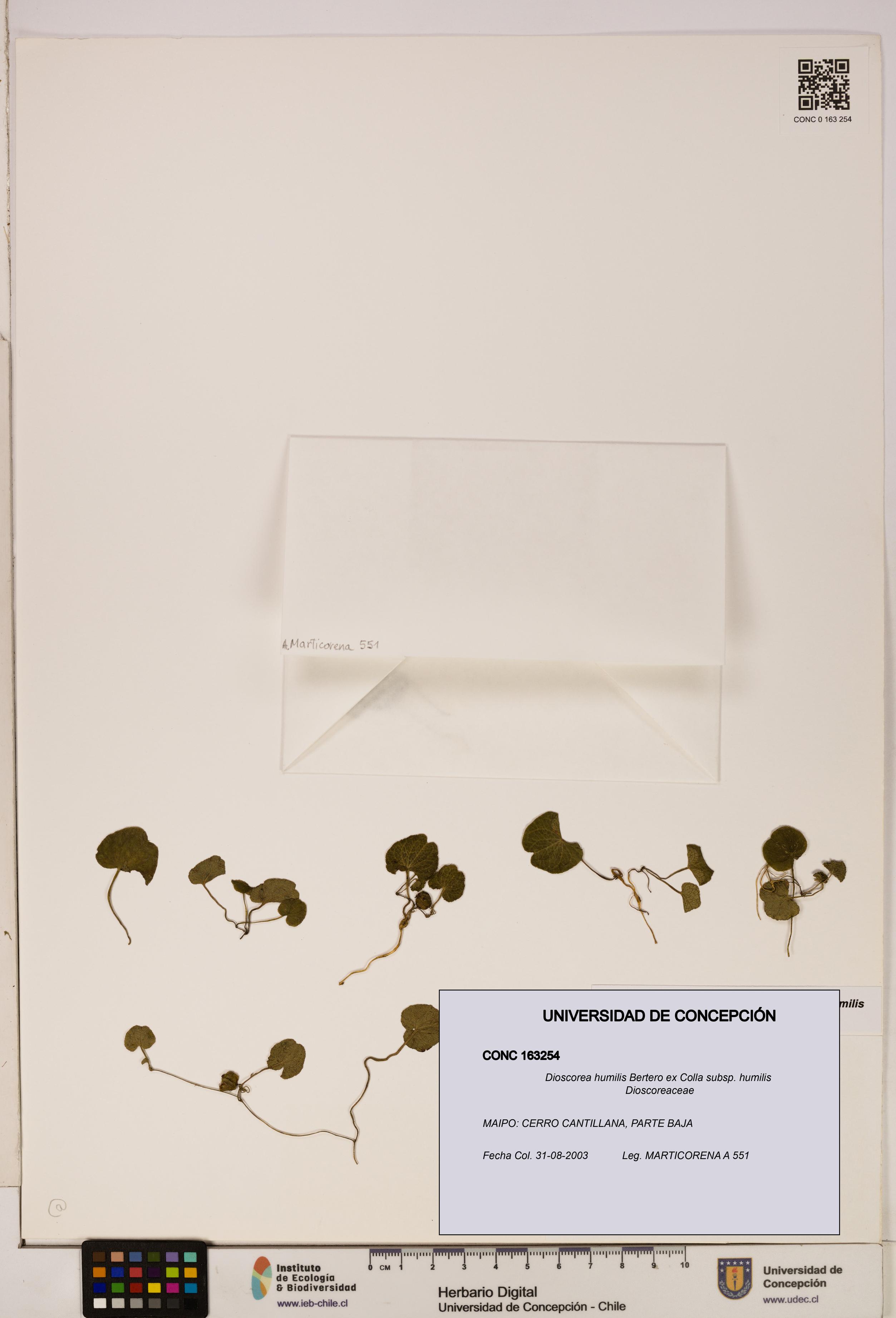 Dioscorea humilis subsp. humilis [Espécimen: ]