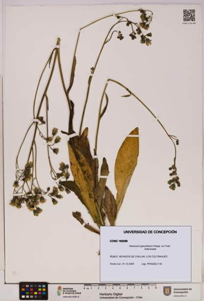 Hieracium glaucifolium [Espécimen: UDEC:CONC:0163259]