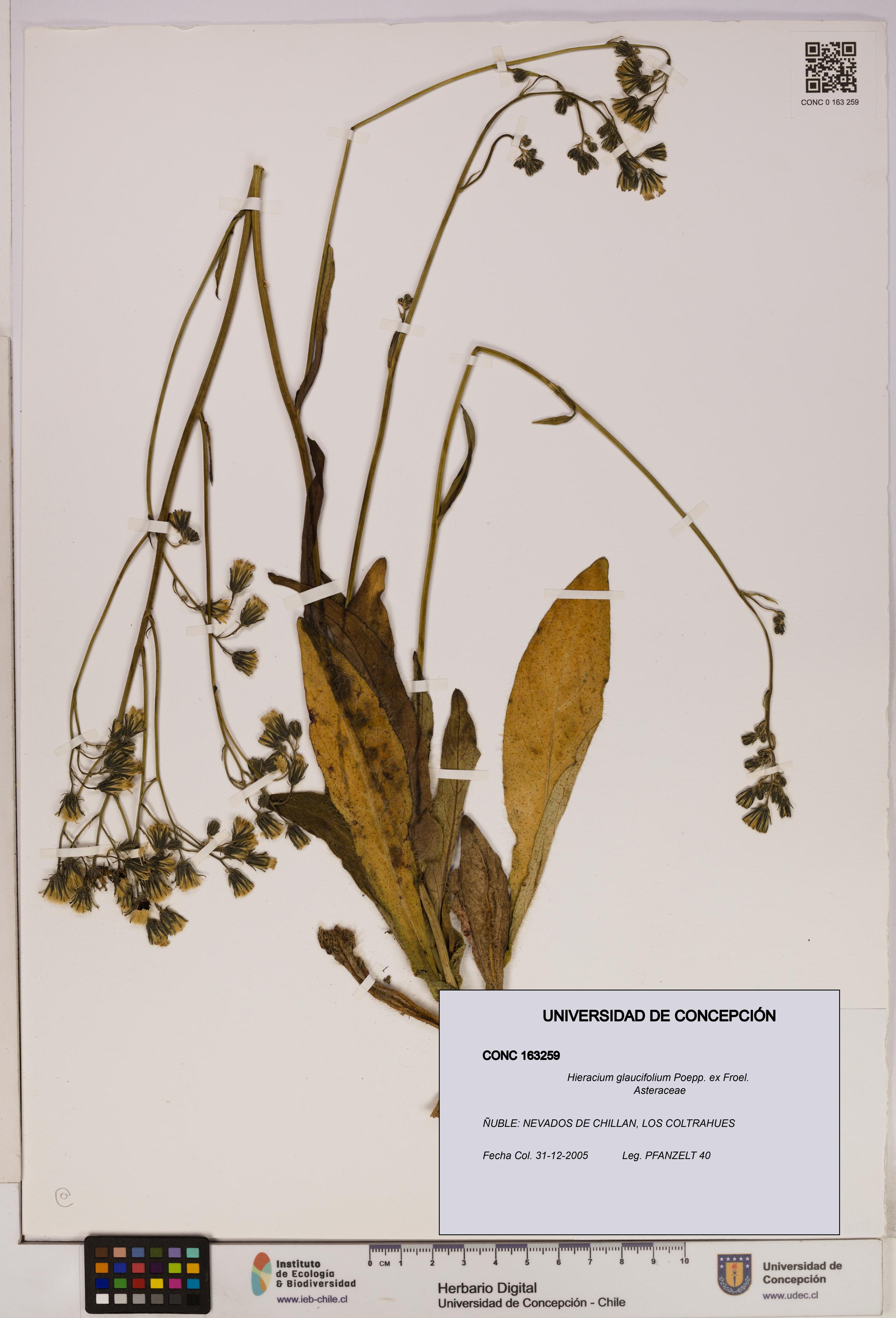 Hieracium glaucifolium [Espécimen: UDEC:CONC:0163259]