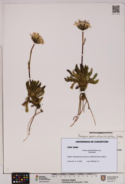 Perezia pedicularidifolia [Espécimen: UDEC:CONC:0163263]
