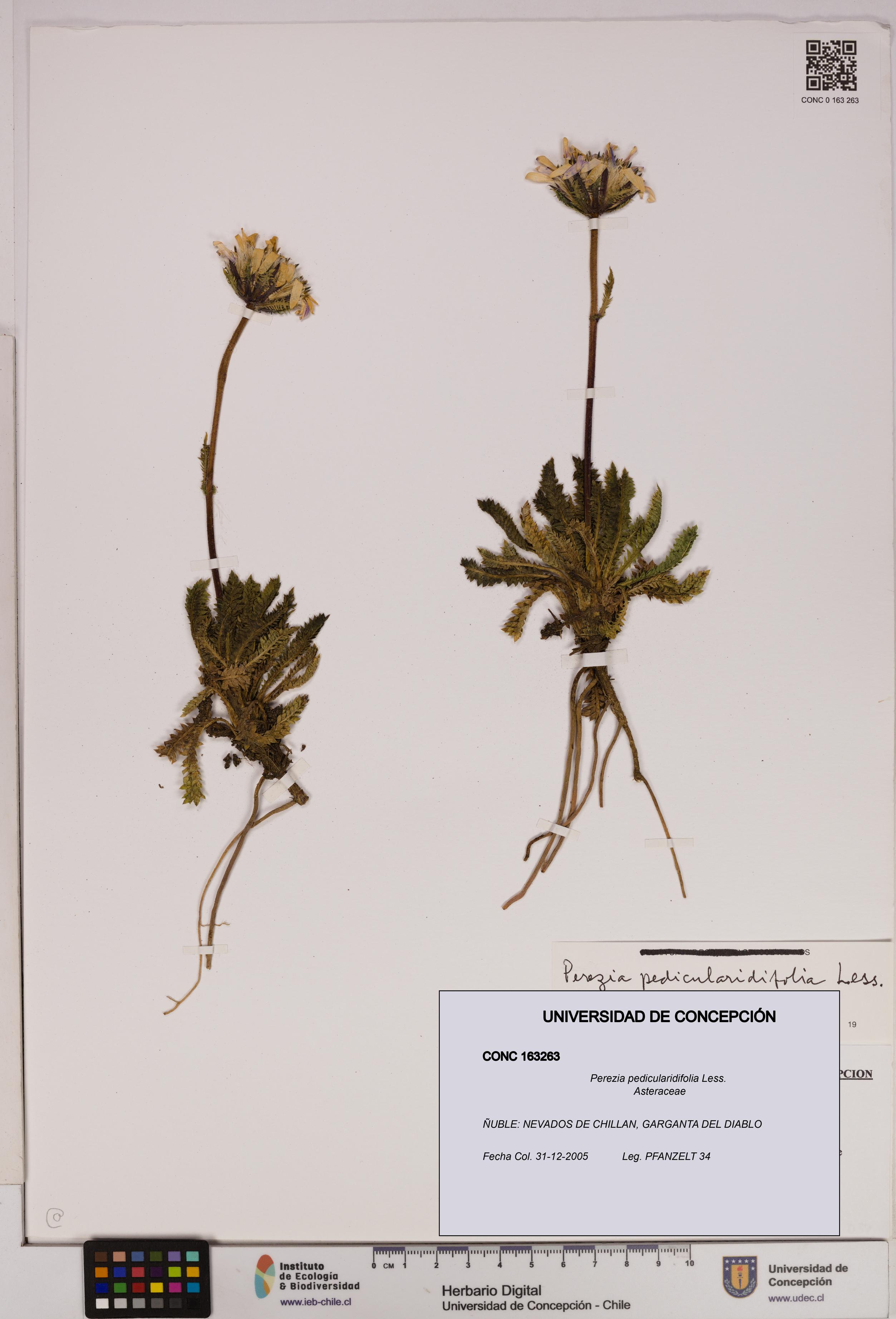 Perezia pedicularidifolia [Espécimen: UDEC:CONC:0163263]