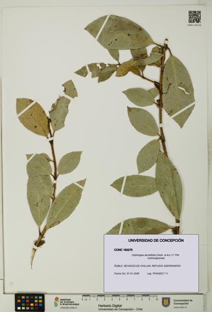 Hydrangea serratifolia [Espécimen: UDEC:CONC:0163275]