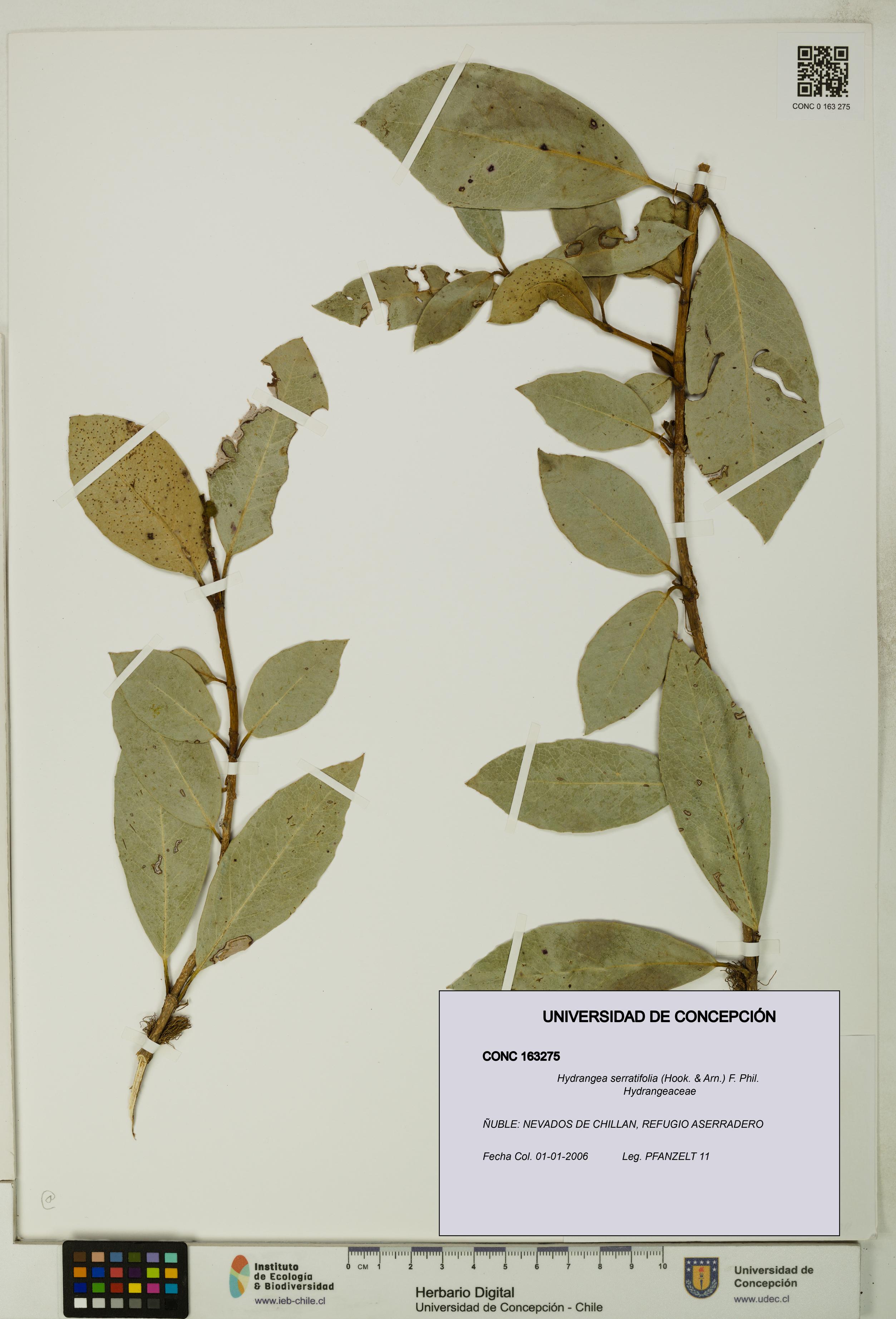 Hydrangea serratifolia [Espécimen: UDEC:CONC:0163275]