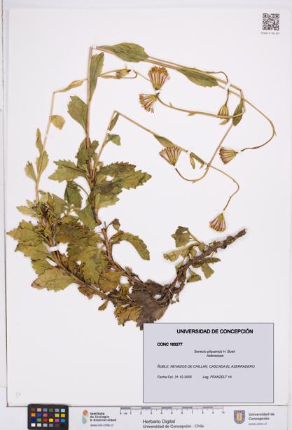 Senecio pilquensis [Espécimen: ]