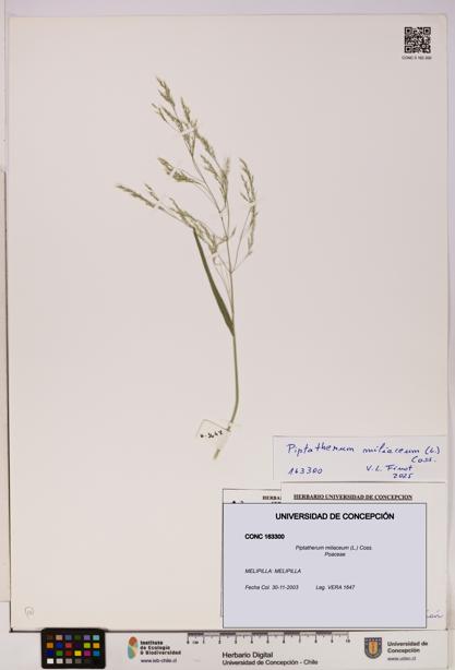 Piptatherum miliaceum [Espécimen: ]