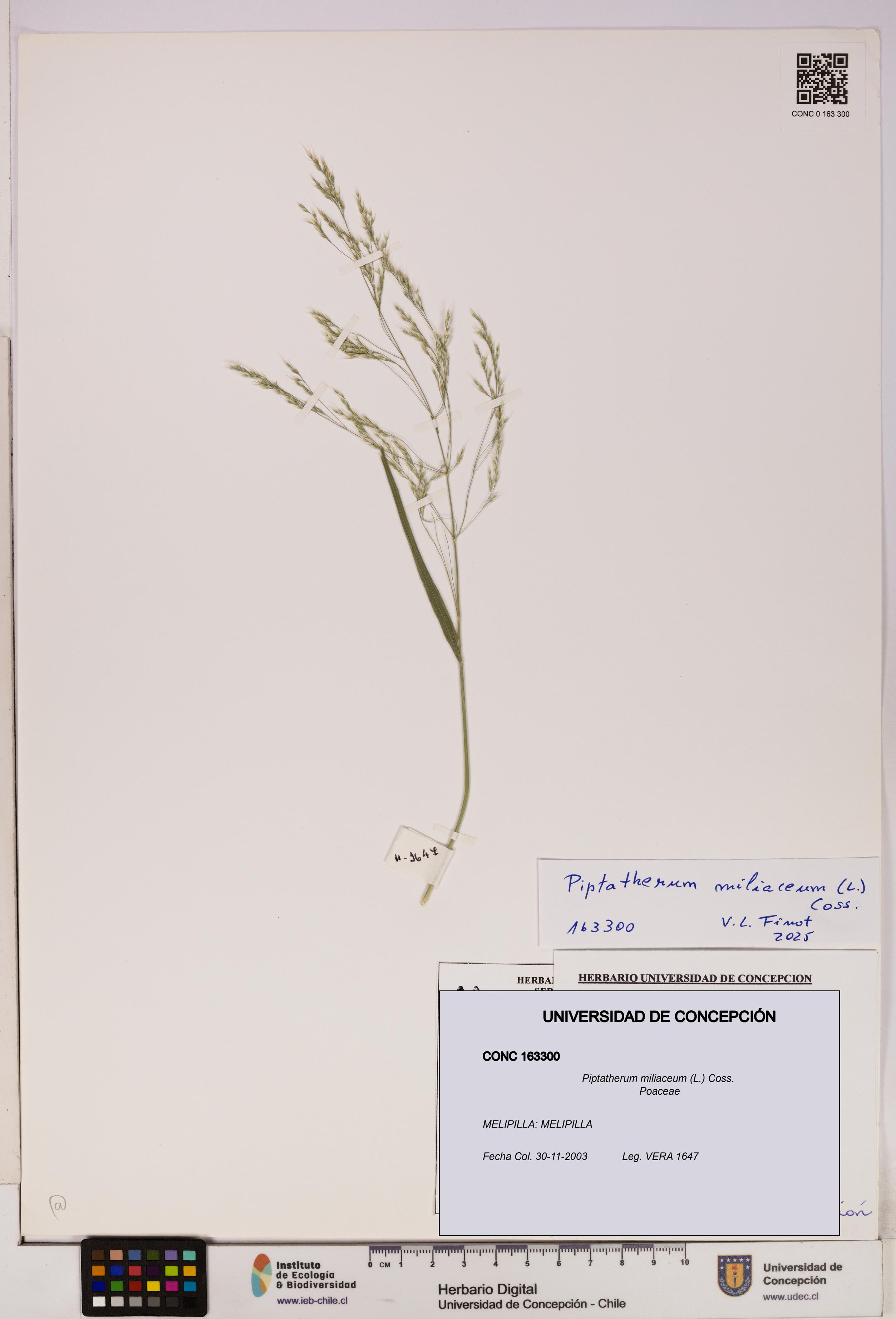 Piptatherum miliaceum [Espécimen: ]