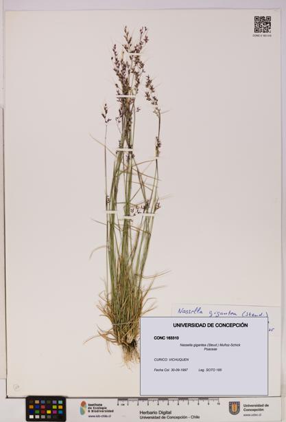Nassella gigantea [Espécimen: UDEC:CONC:0163310]