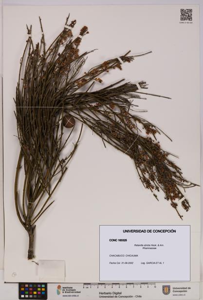 Retanilla stricta [Espécimen: UDEC:CONC:0163325]