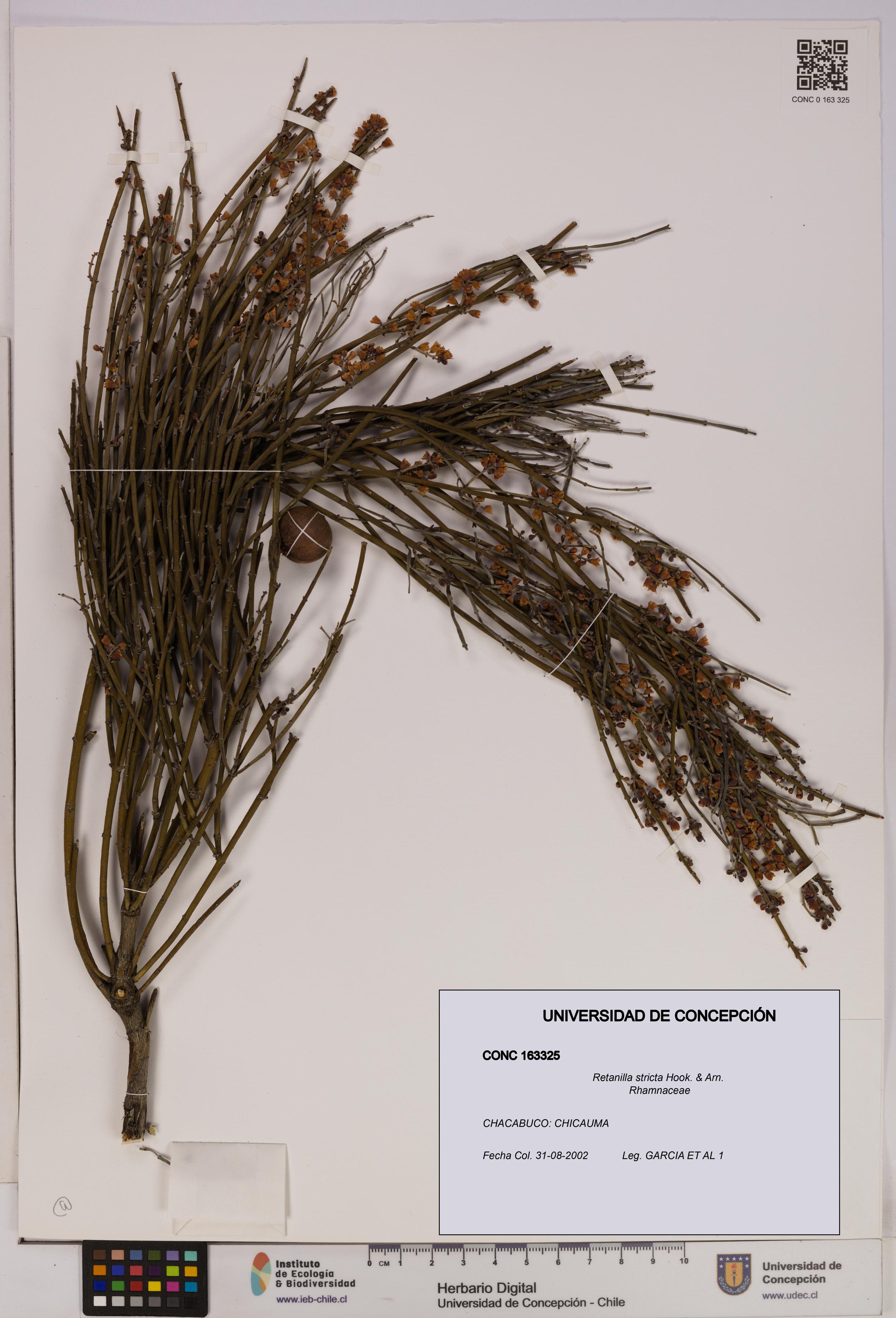 Retanilla stricta [Espécimen: UDEC:CONC:0163325]