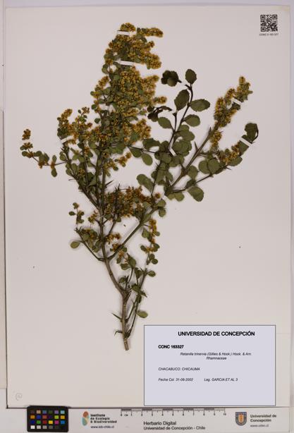 Retanilla trinervia [Espécimen: UDEC:CONC:0163327]