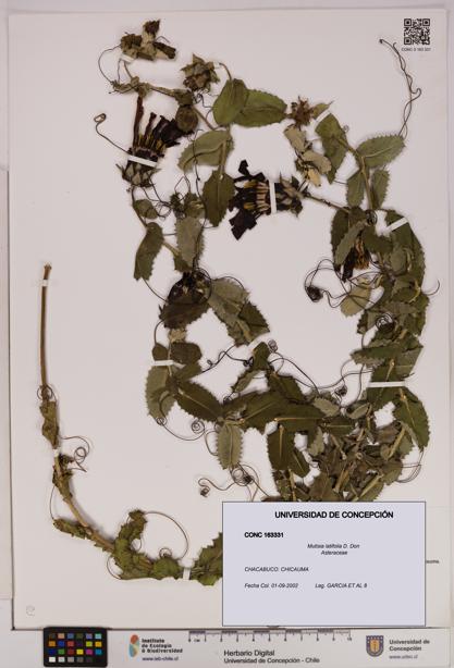 Mutisia latifolia [Espécimen: UDEC:CONC:0163331]