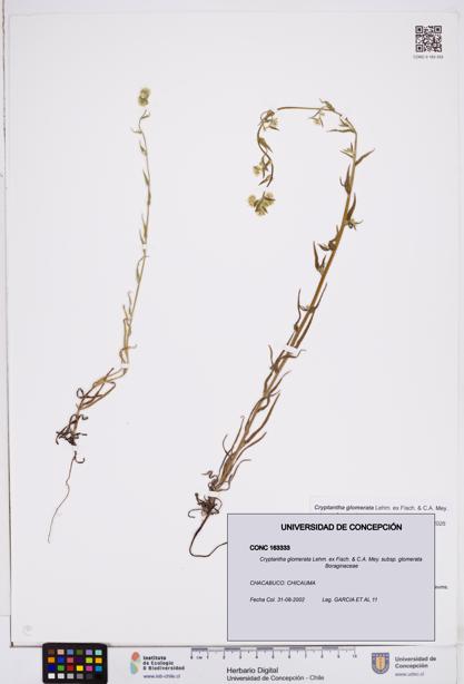 Cryptantha glomerata subsp. glomerata [Espécimen: ]