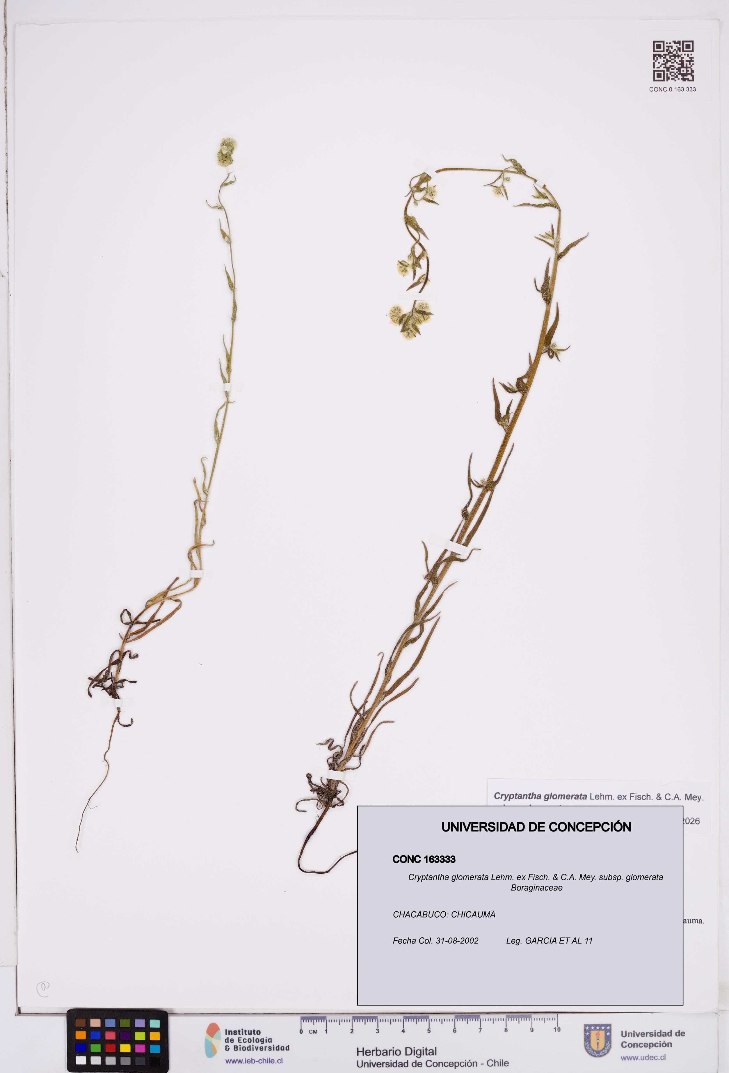 Cryptantha glomerata subsp. glomerata [Espécimen: ]
