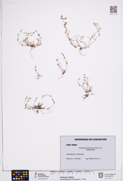 Pectocarya linearis [Espécimen: ]