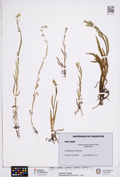 Amsinckia calycina [Espécimen: ]