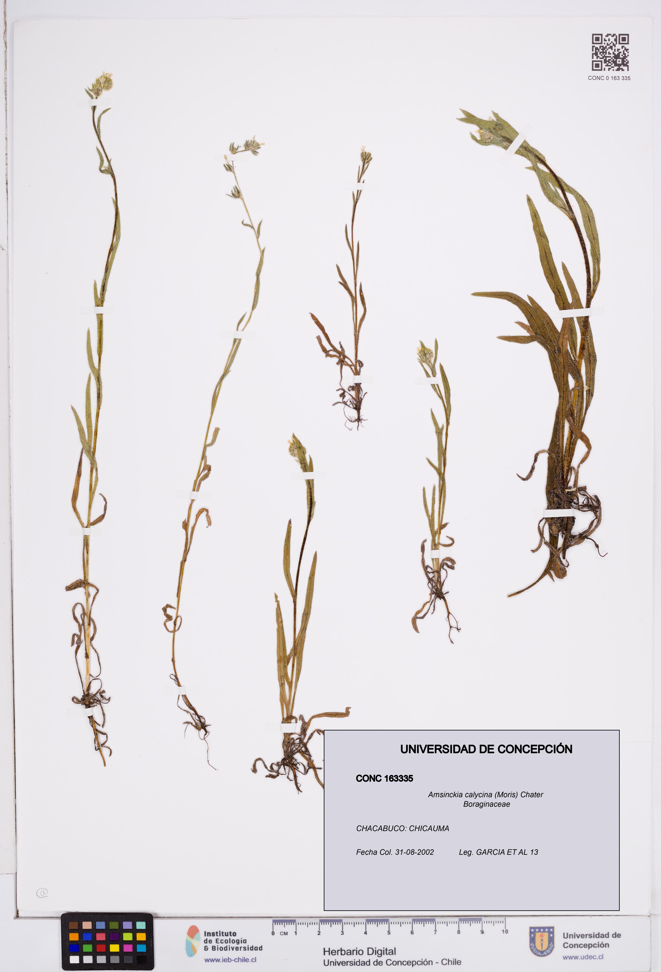 Amsinckia calycina [Espécimen: ]