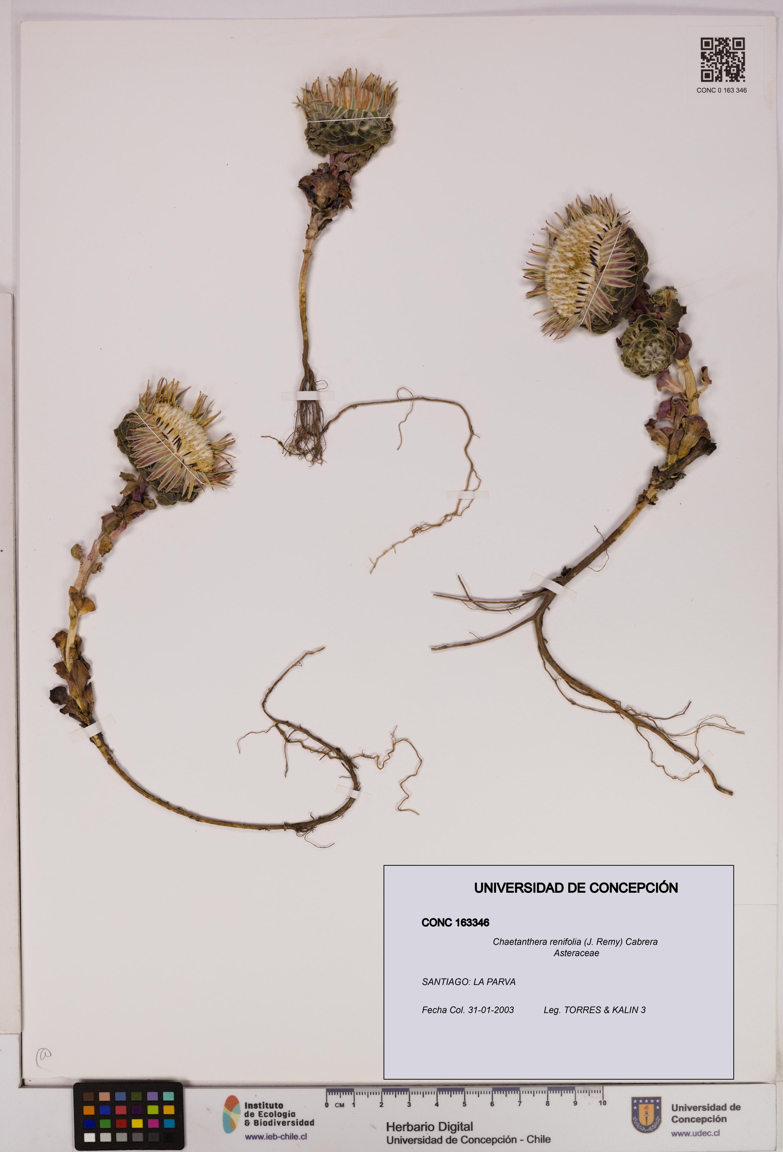 Chaetanthera renifolia [Espécimen: UDEC:CONC:0163346]